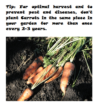 Carrot mini growing guide - Book interior 2
