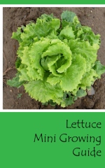 Lettuce mini growing guide - Front cover