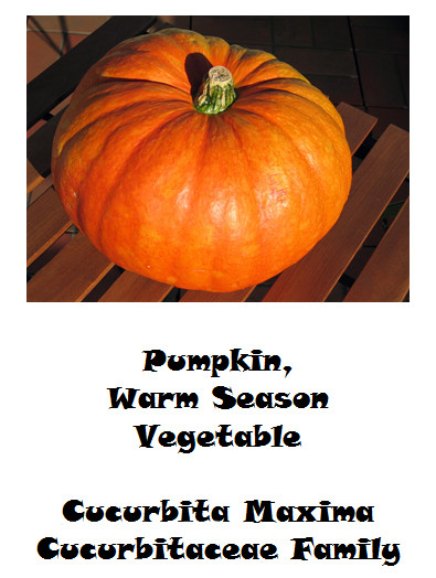 Pumpkin mini growing guide - Book interior 2