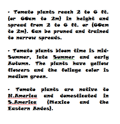 Tomatoes mini growing guide - book interior 2